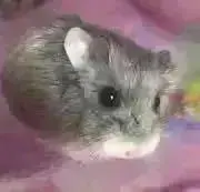 !!プロフ見てね(  . .)"!!の画像