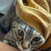 あおの画像