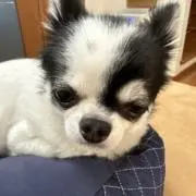 ぷくの画像