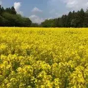 ぷち子※購入前にコメント下さいの画像