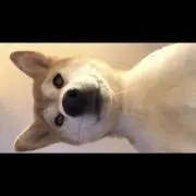 ジントニックの画像