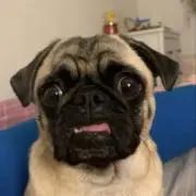 エミリーの画像