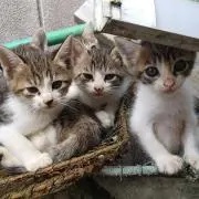ナオの画像
