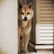 shino