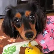 つなまよの画像