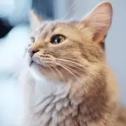 necoの画像