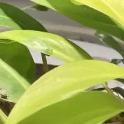 さくらの画像