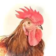 こっこの画像