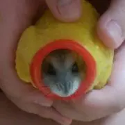 はるぽち