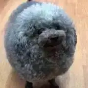 saca.の画像