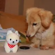 みったんの画像