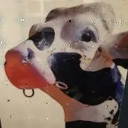 FatPigの画像