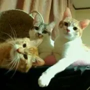 あやの