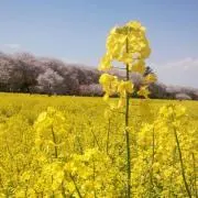 もものはの画像