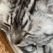 かたなの画像