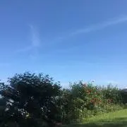 MTの画像