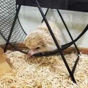 かるぴす