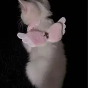 nの画像