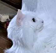 ゆずの画像