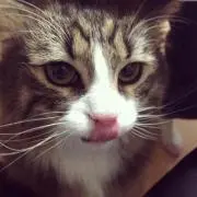 しのみー
