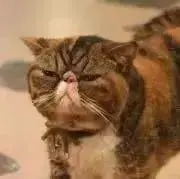 にゃんごろべ