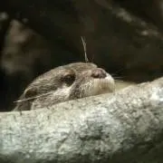 まろんまま