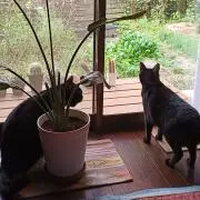 バイオマン