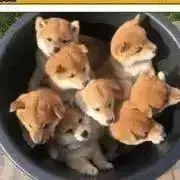 りく蔵のママの画像