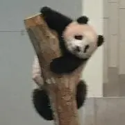 ハクビシン