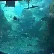 ぴくの画像