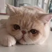 kokobuchaの画像