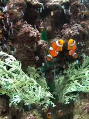 こにたんの画像