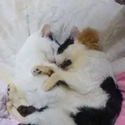 みこ