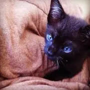 nag