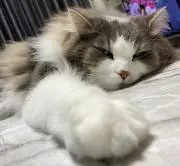 MOKONA