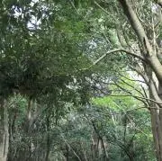 kigiの画像