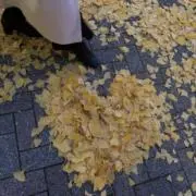 てんこの画像