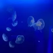 ななの画像