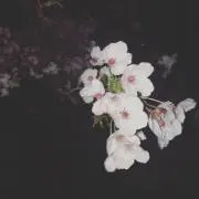 EMIの画像