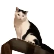 ずっちー★即購入ＯＫの画像