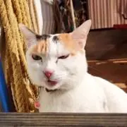 みのの画像