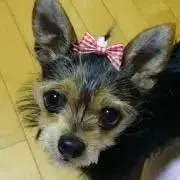 みーの画像