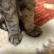 鬼灯の画像
