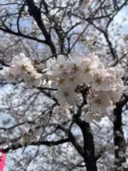 momiji