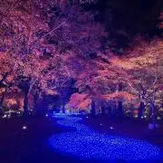 やこの画像