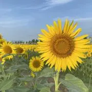 ちーかまどっくの画像