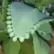 子宝草の画像