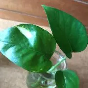 ✰tamago✰お返事遅れます。