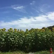 しかの画像