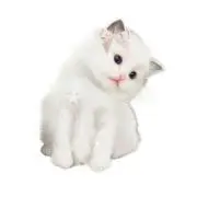 myonaの画像
